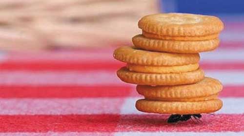 Làm thế nào mà loài kiến có thể nâng các vật nặng gấp 50 lần trọng lượng cơ thể của nó? - How Can Ants Lift Objects 50 Times Their Body Weight?
