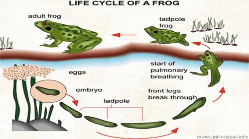 Vòng đời của một con ếch - Life Cycle of a Frog
