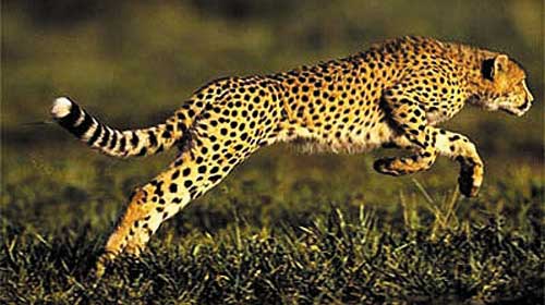 Báo đốm - Jaguars
