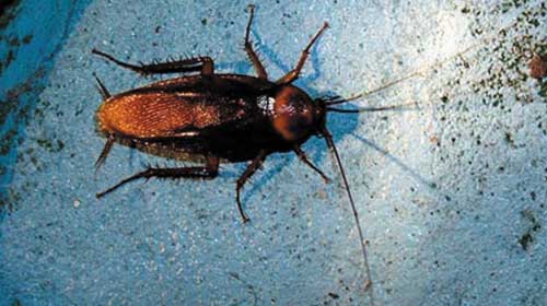 Đa phần gián không phải là loài gây hại - The vast majority of cockroaches are not pests
