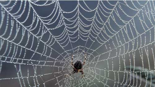 Những loài nhện giăng mạng - The spiders that make webs