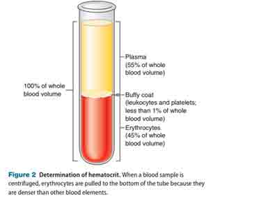 Red blood cells can already be made in the lab - Hồng cầu vốn có thể được tạo ra trong phòng thí nghiệm. 
