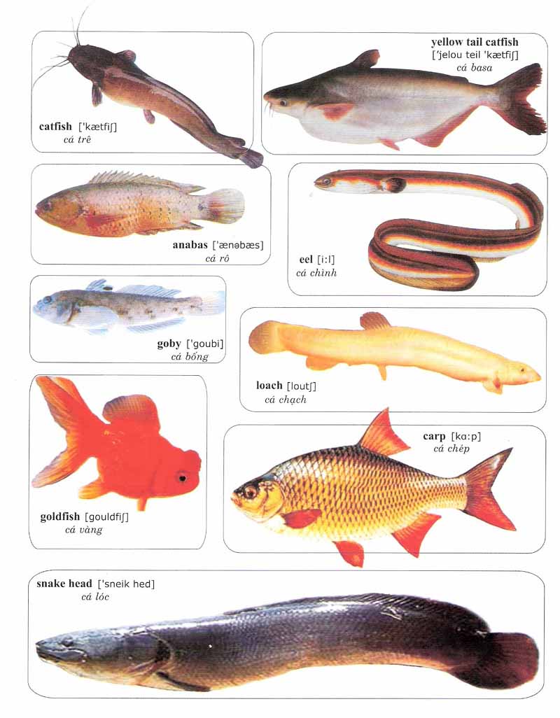 Tên tiếng Anh các loại cá
