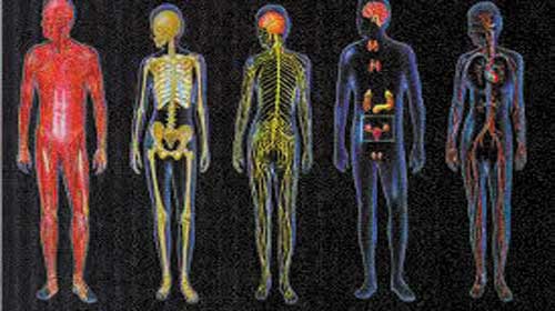 10 hiểu biết sai lệch về cơ thể con người - 10 Commonly Believed Myths about the Human Body
