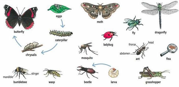 Tên tiếng Anh các loài côn trùng